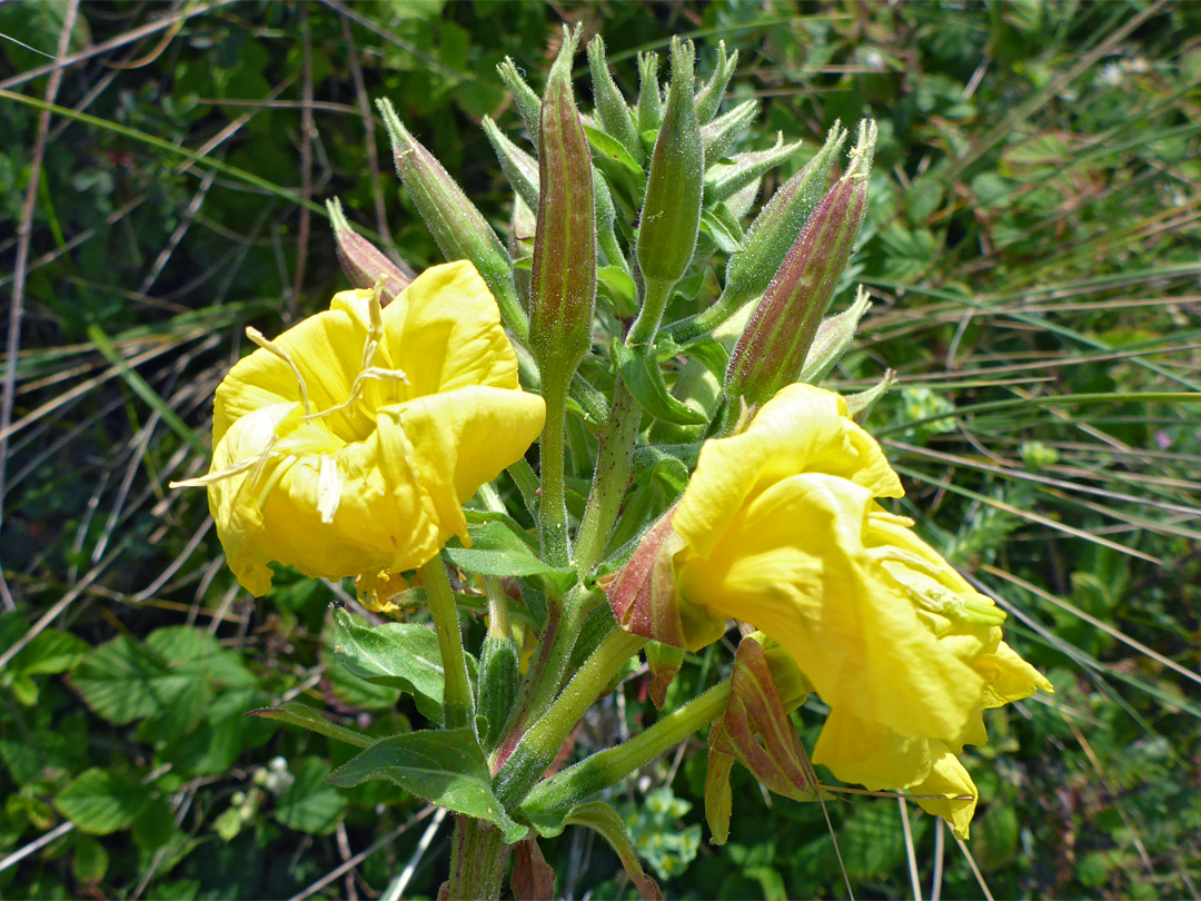 Wilted flowers