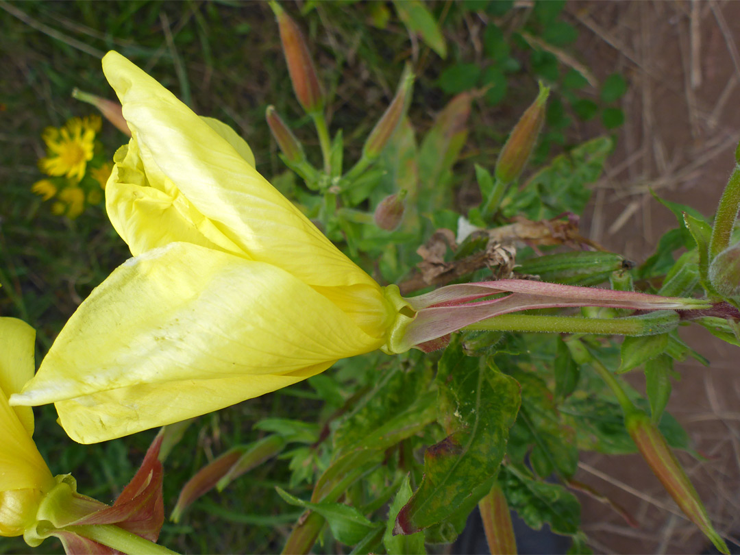 Yellow flower with drooping sepals