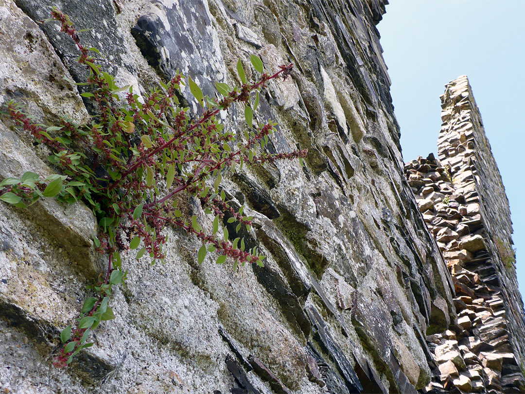 Pellitory-of-the-wall