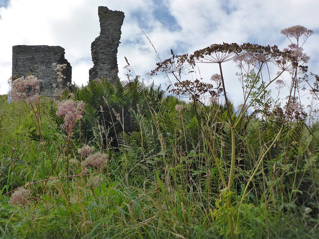 Withered flowers