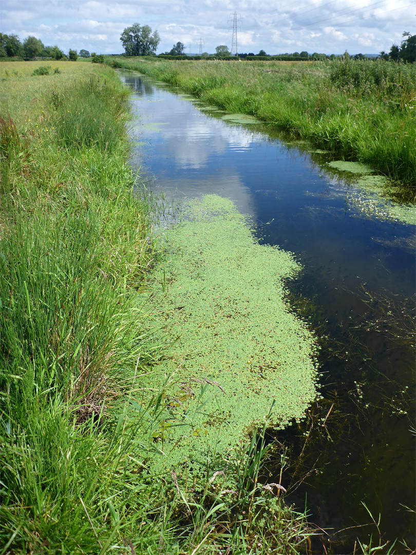 Wide rhyne