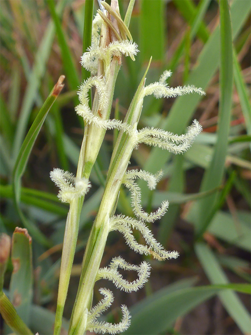 Common cordgrass