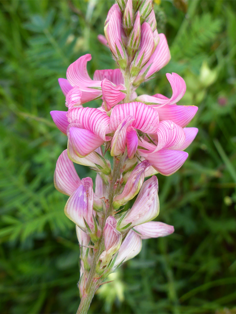 Common sainfoin