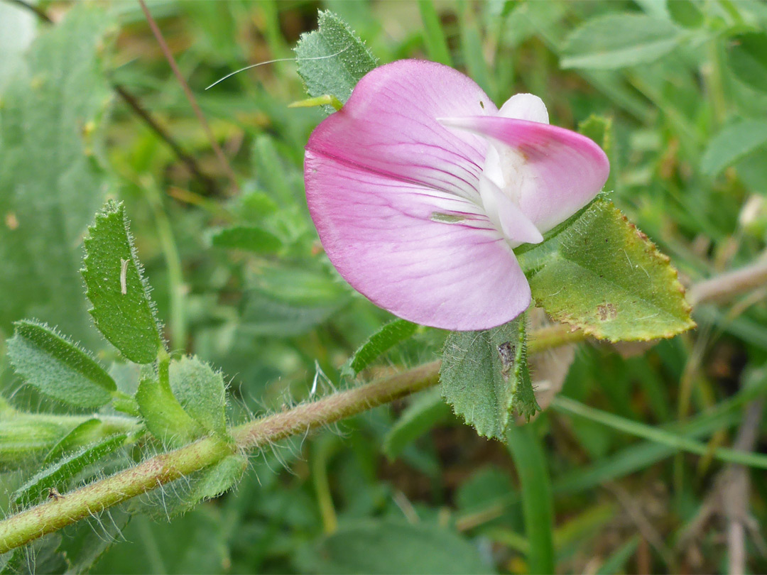 Common restharrow