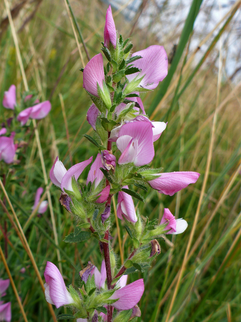 Common restharrow