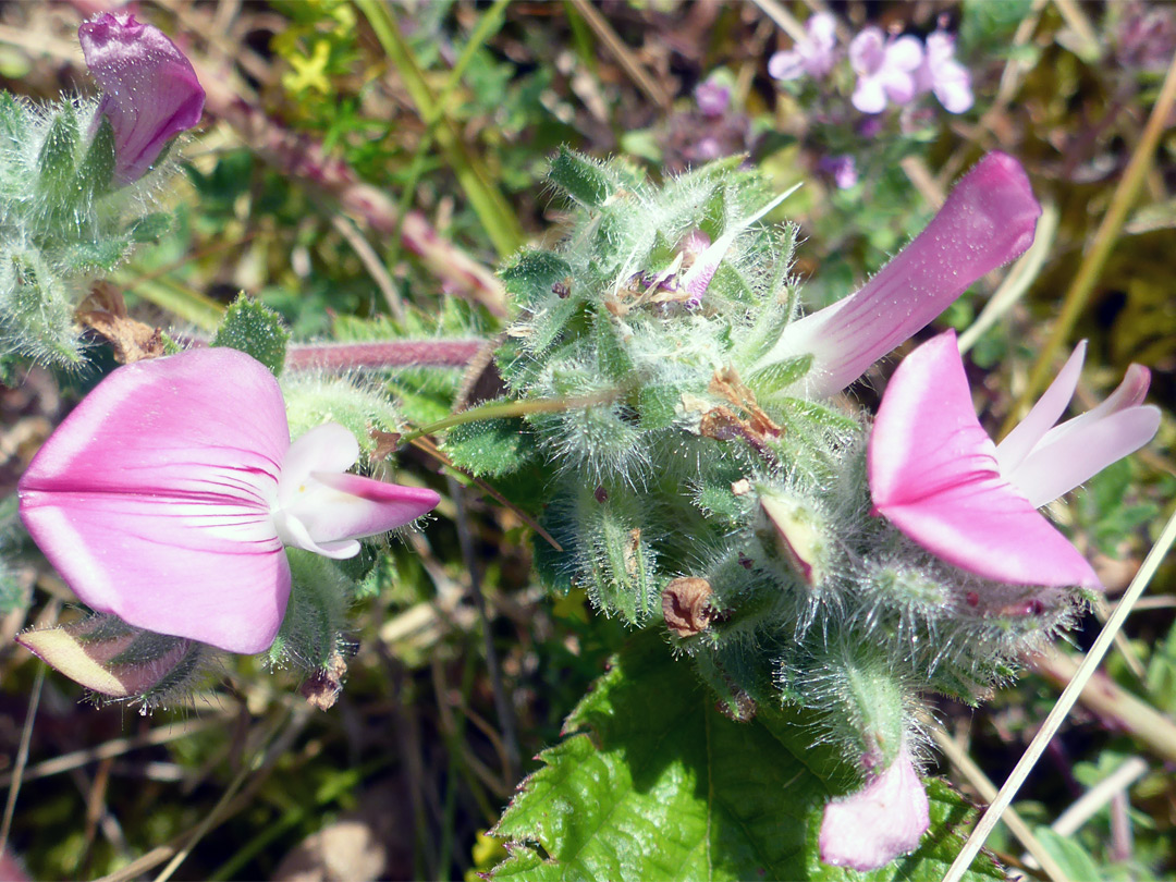 Common restharrow