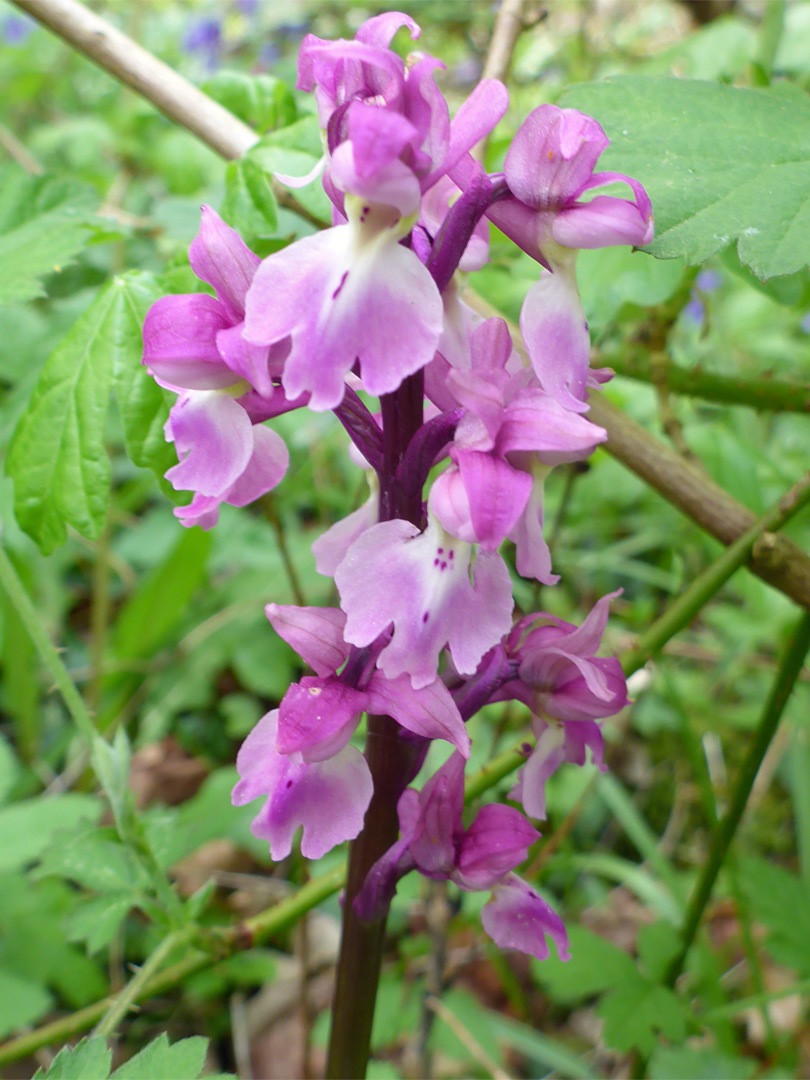 Early-purple orchid