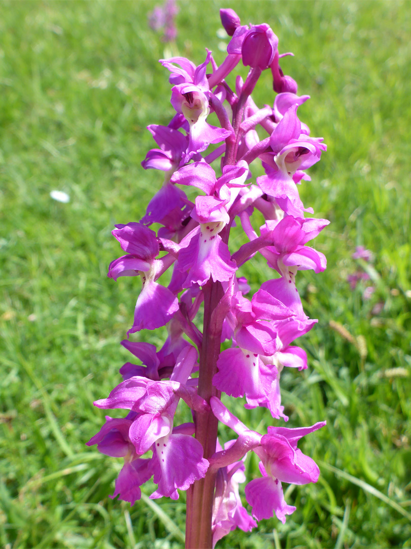 Elongated inflorescence