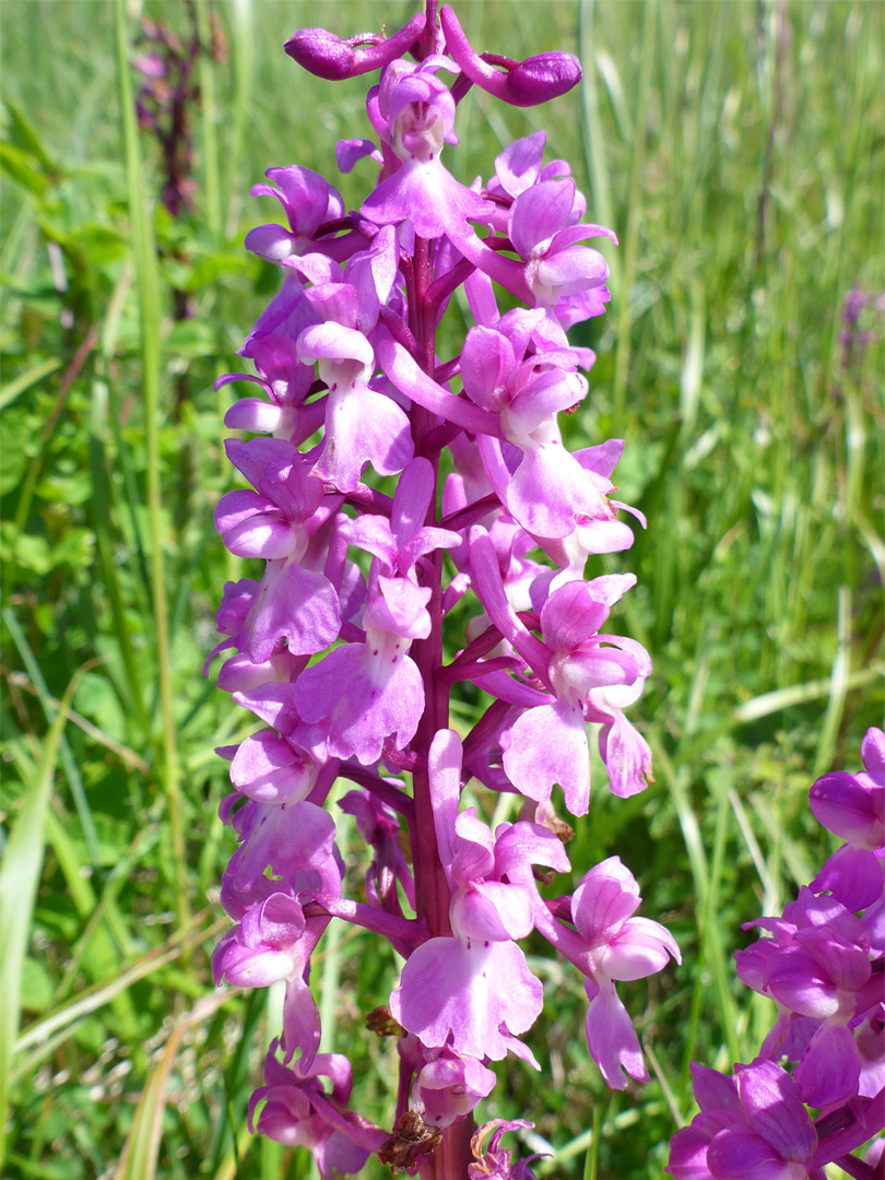 Pale pink flowers