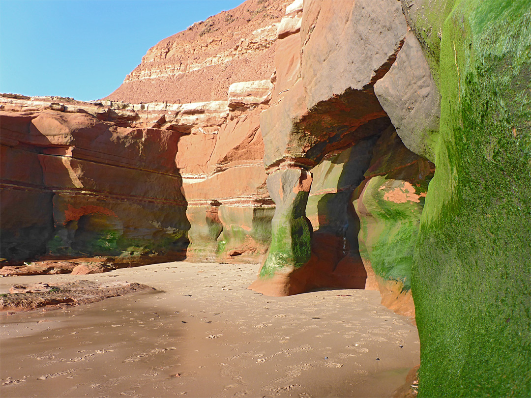 Seaweed-covered cliff