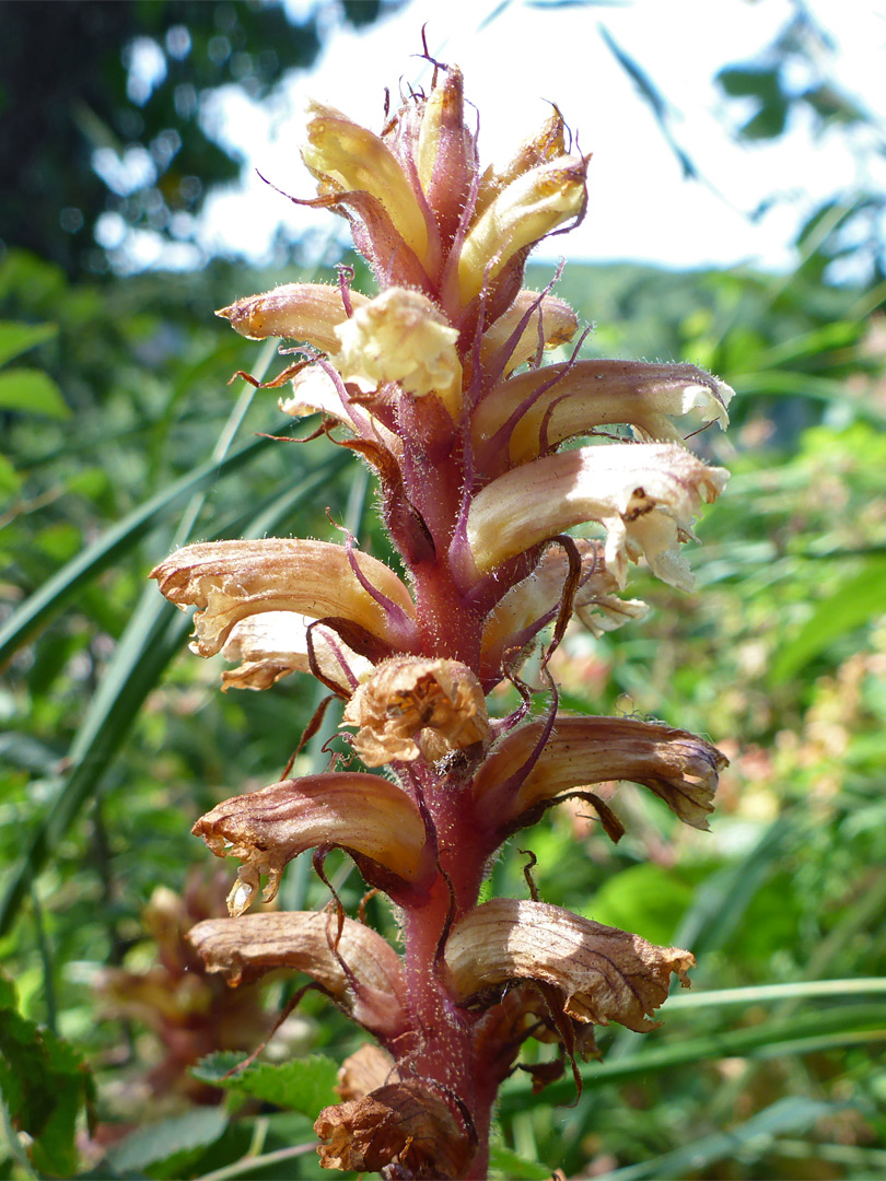 Withered flowers