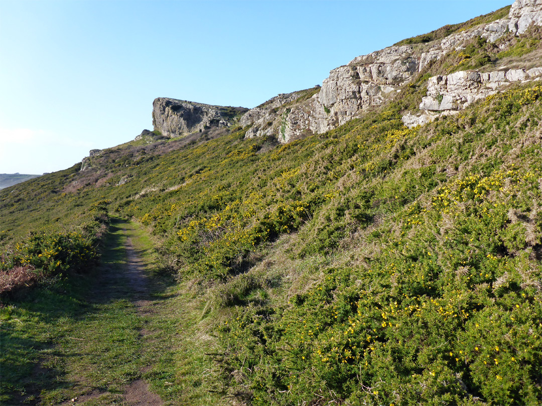 Path through gorse bushes