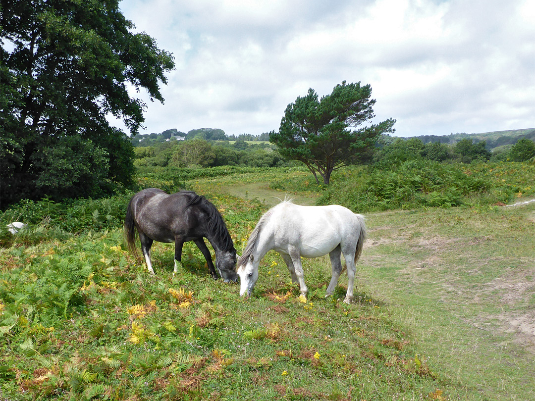 Two horses