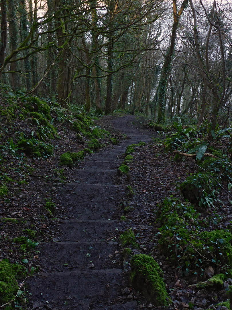 Steps in Oxwich Wood