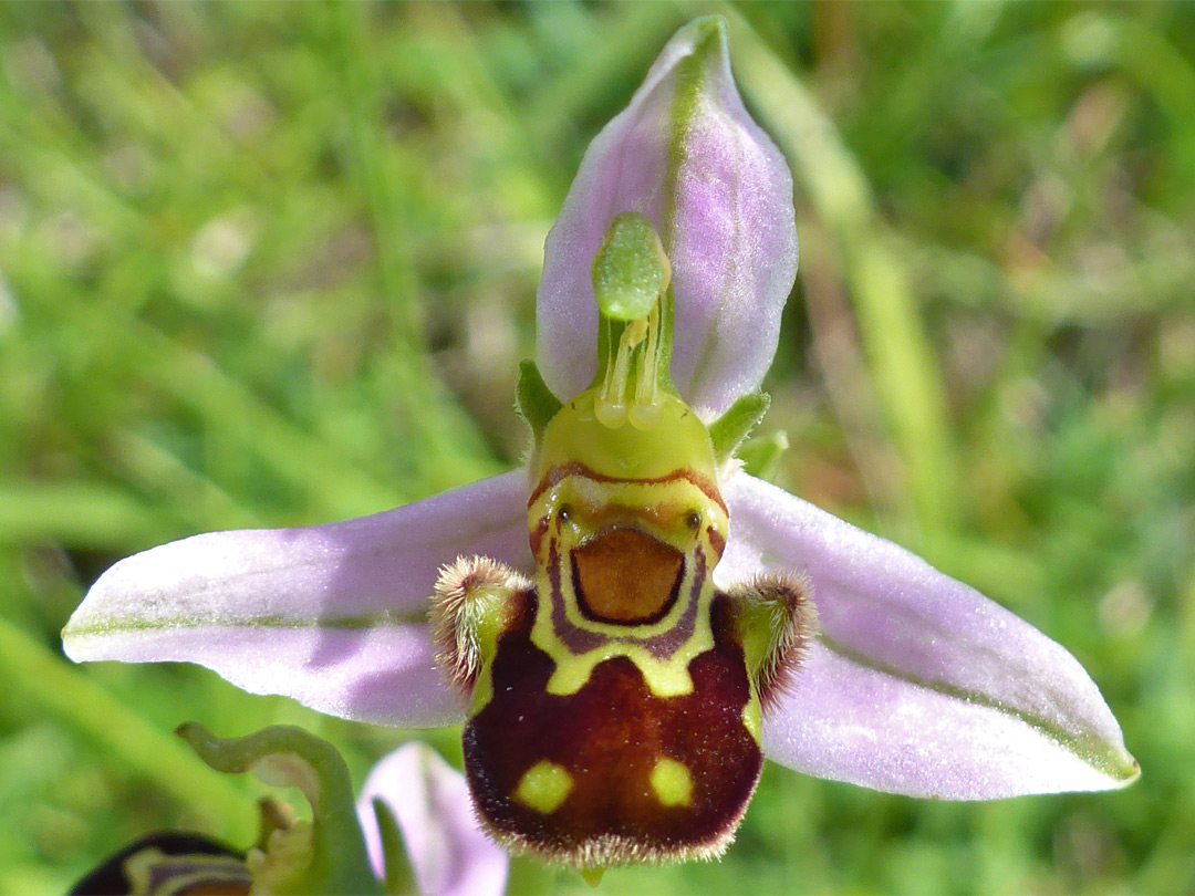 Bee orchid - flower