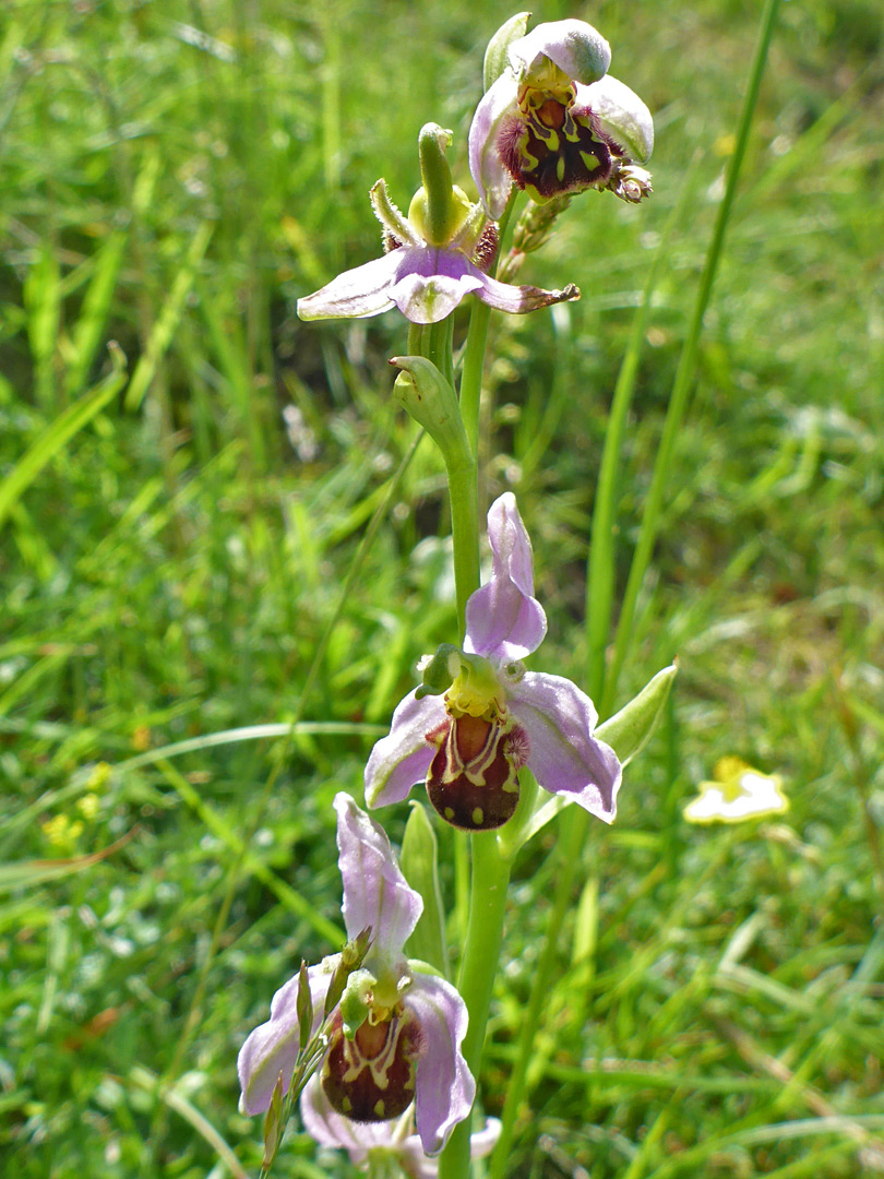 Bee orchid - stem