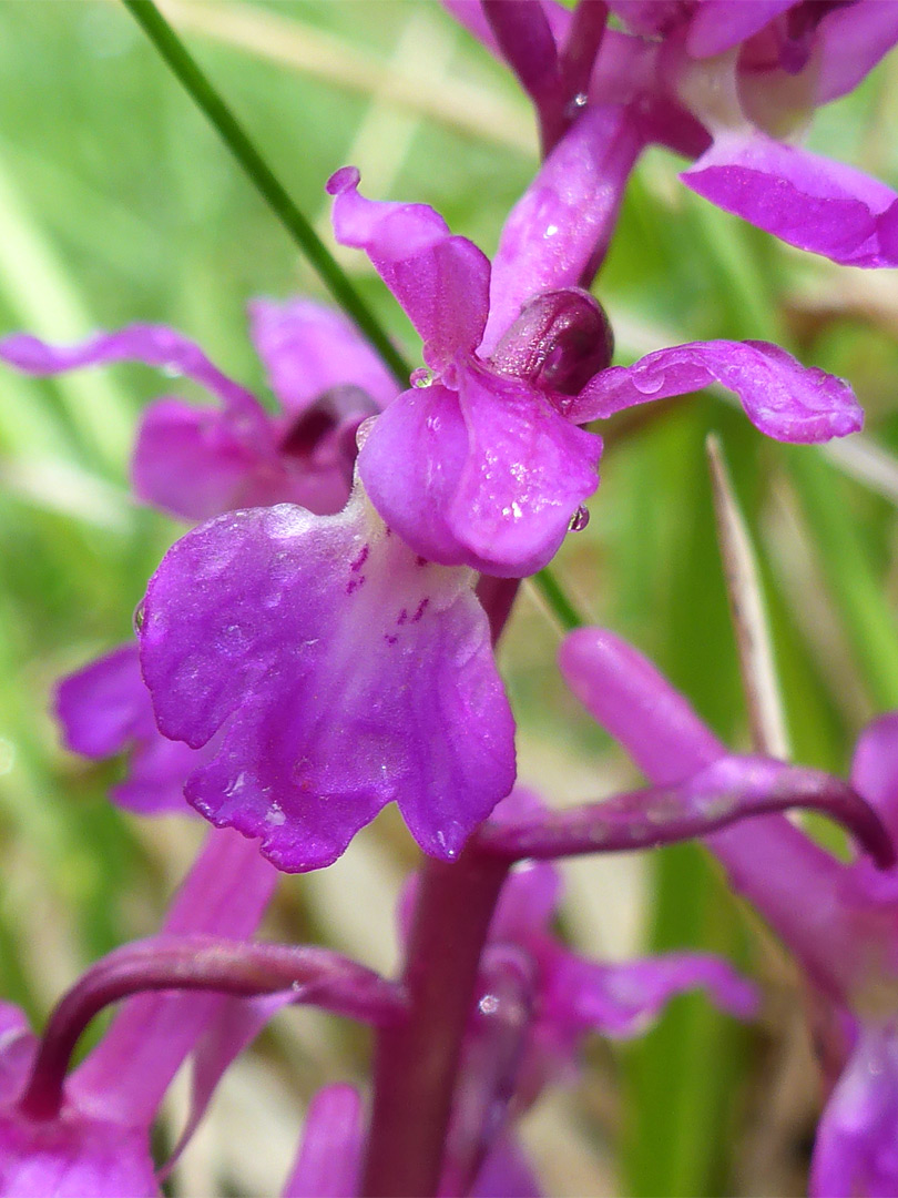 Early purple orchid