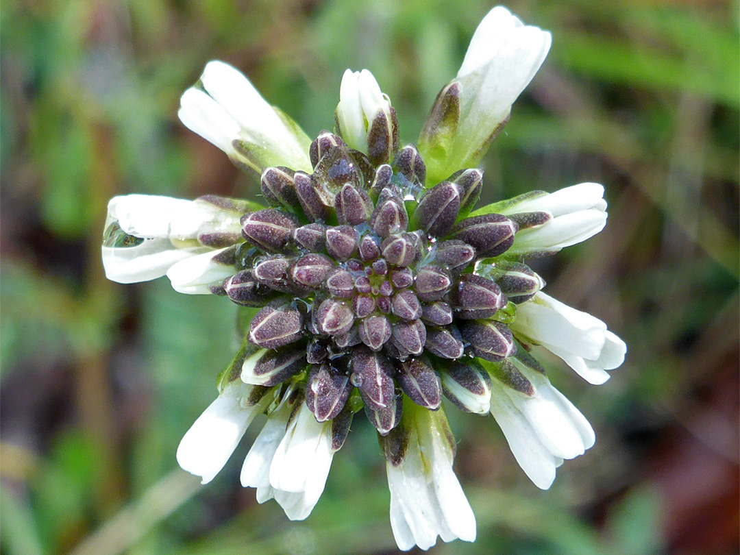 Hairy rock-cress