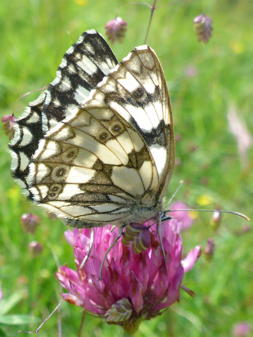 Marbled white