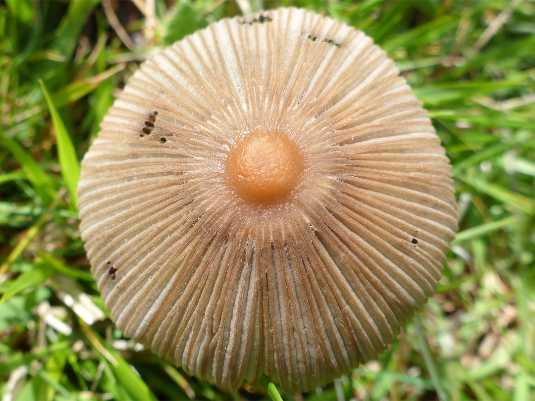 Pleated inkcap - cap