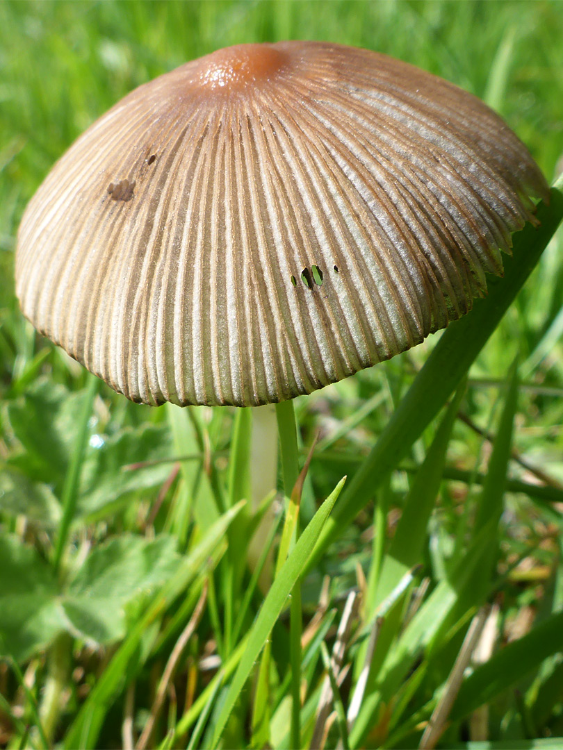 Pleated inkcap - stem