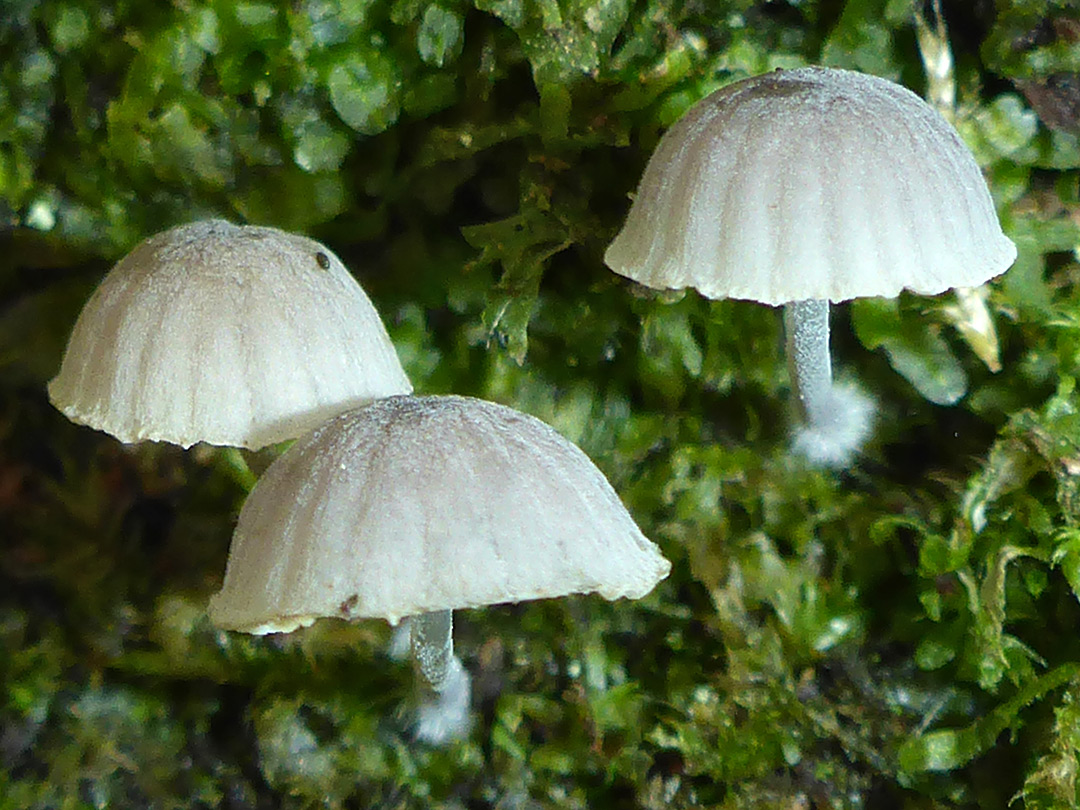 Fairy inkcap