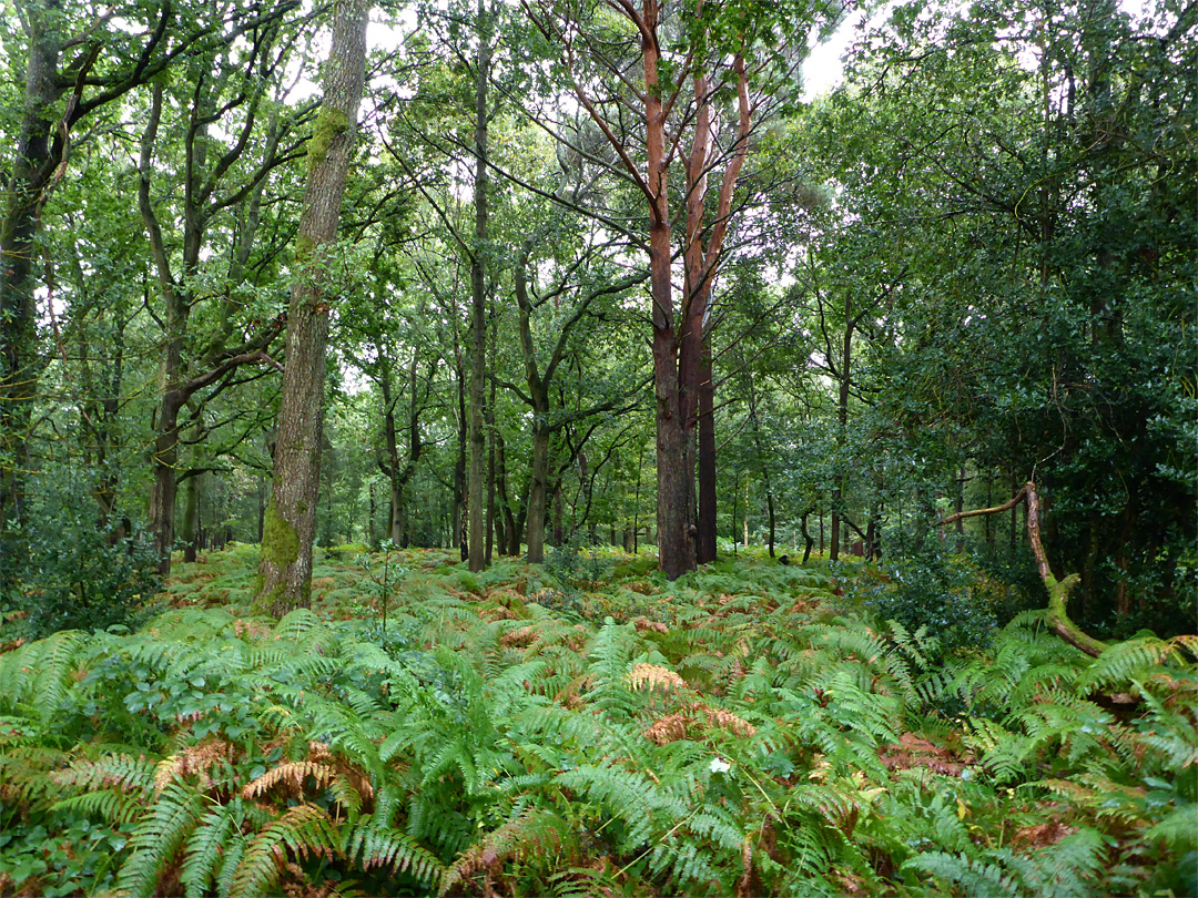 Ferns