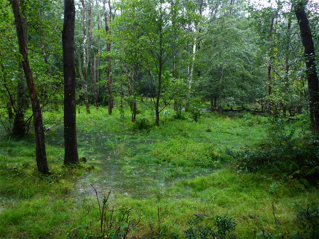 Flooded forest