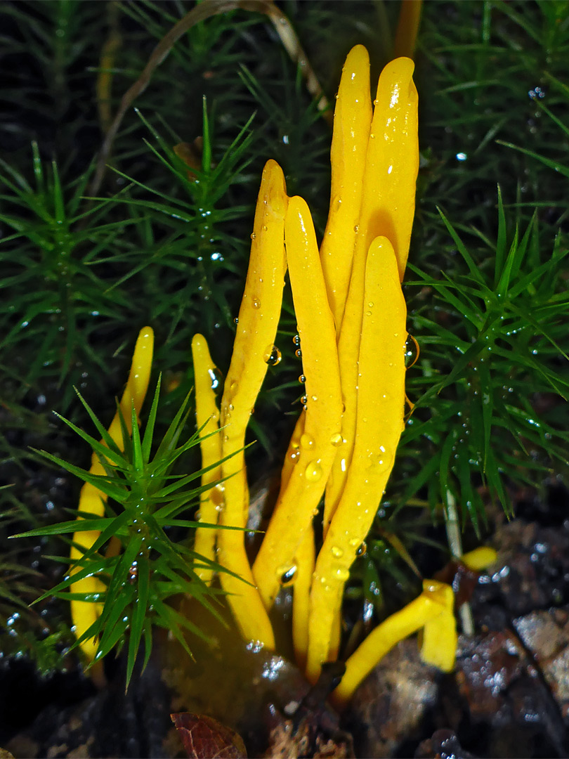 Moss and golden spindles