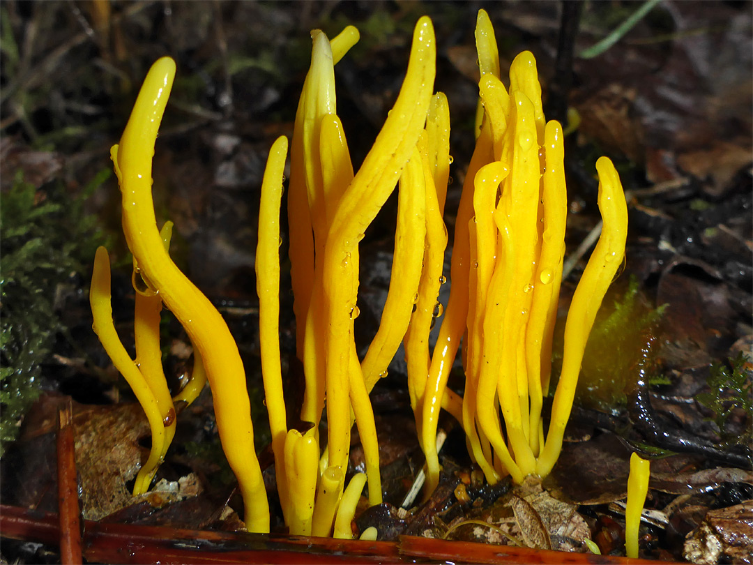 Cluster of golden spindles