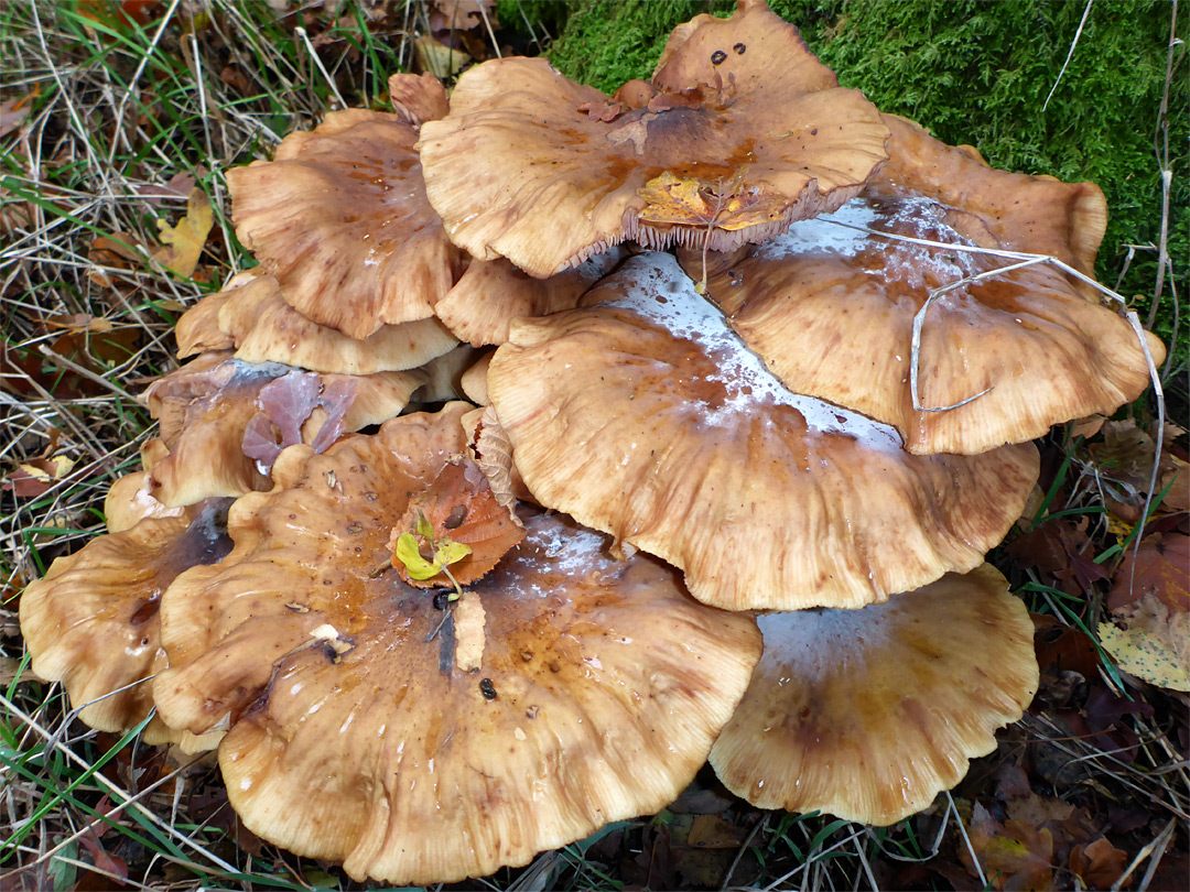 Honey fungus