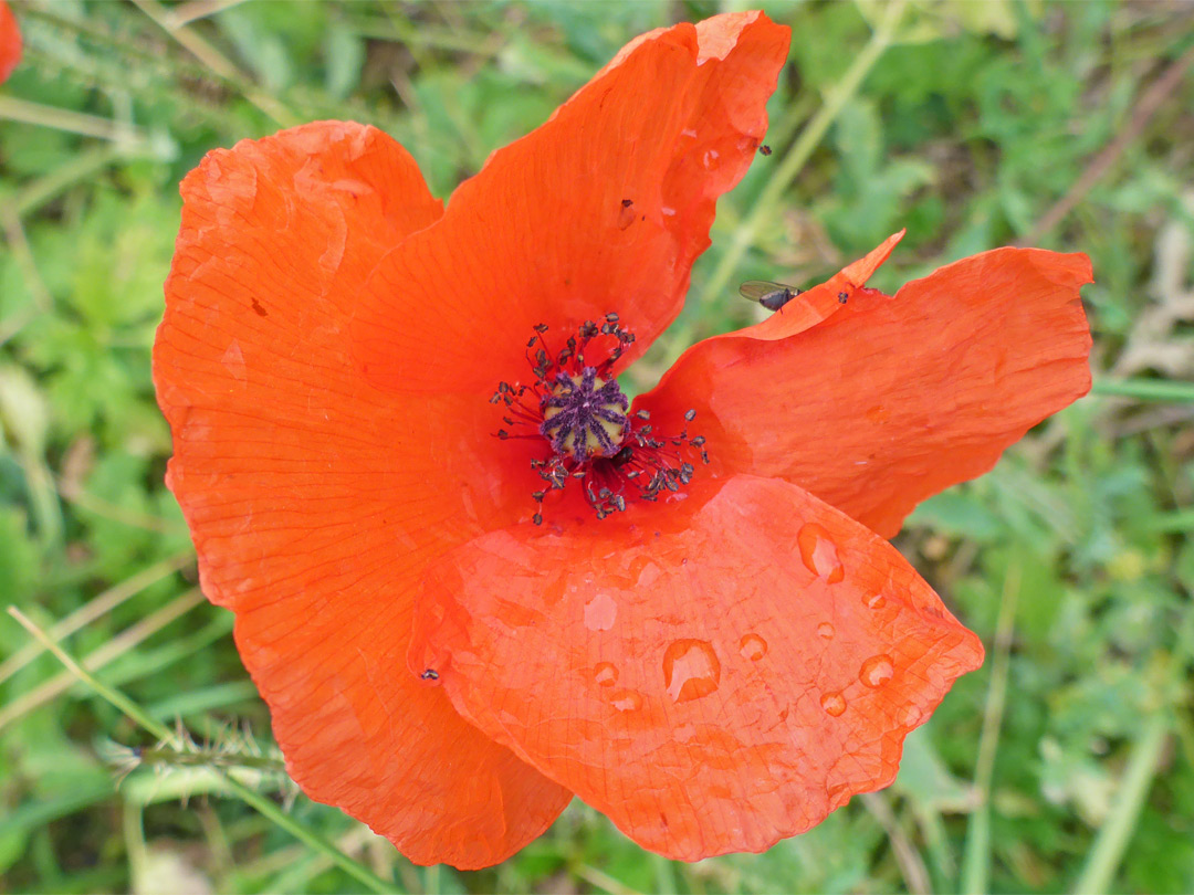 Orange-red petals