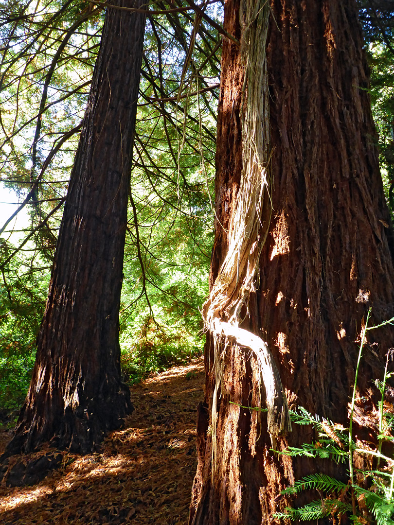 Tree at Paradise Bottom