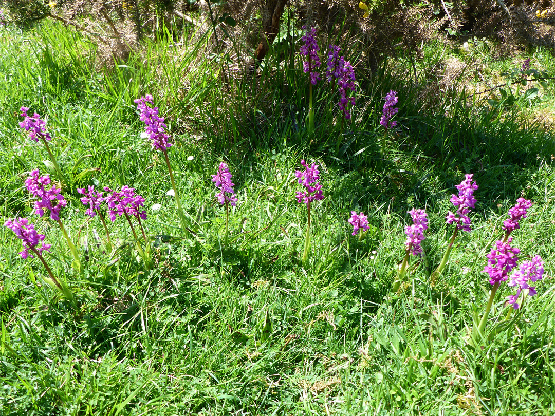 Group of orchids