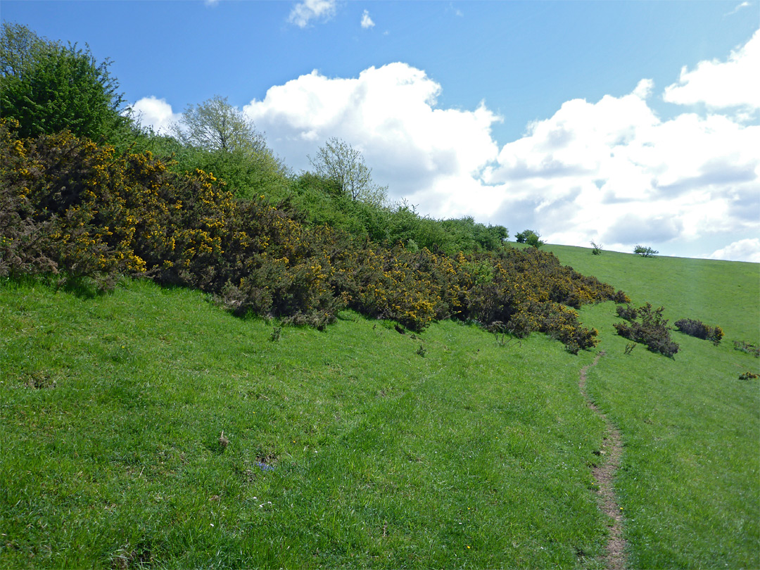 Gorse bushes