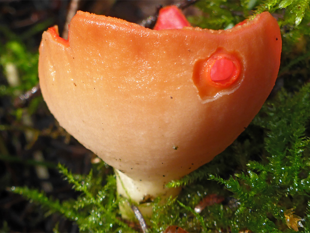 Orange-coloured elfcup