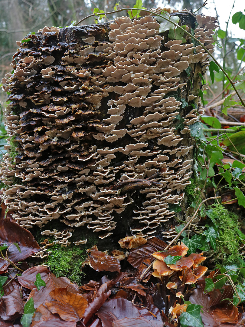 Fungi on a stump