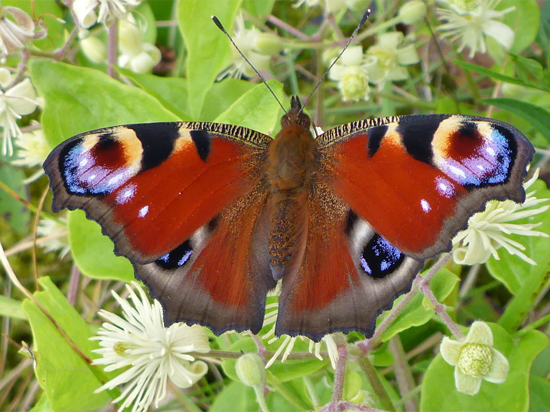 Peacock butterfly