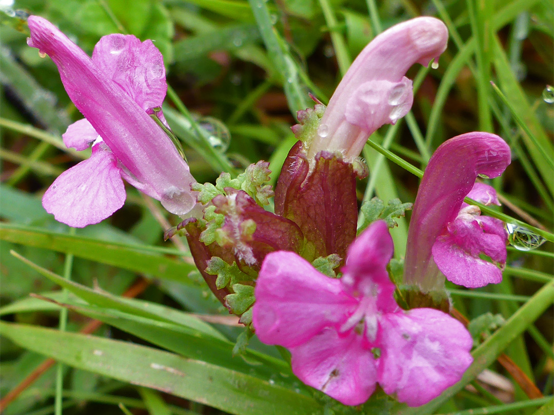 Lousewort