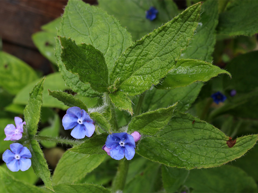 Leaves and flowers