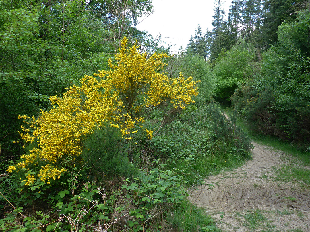 Yellow-flowered bush