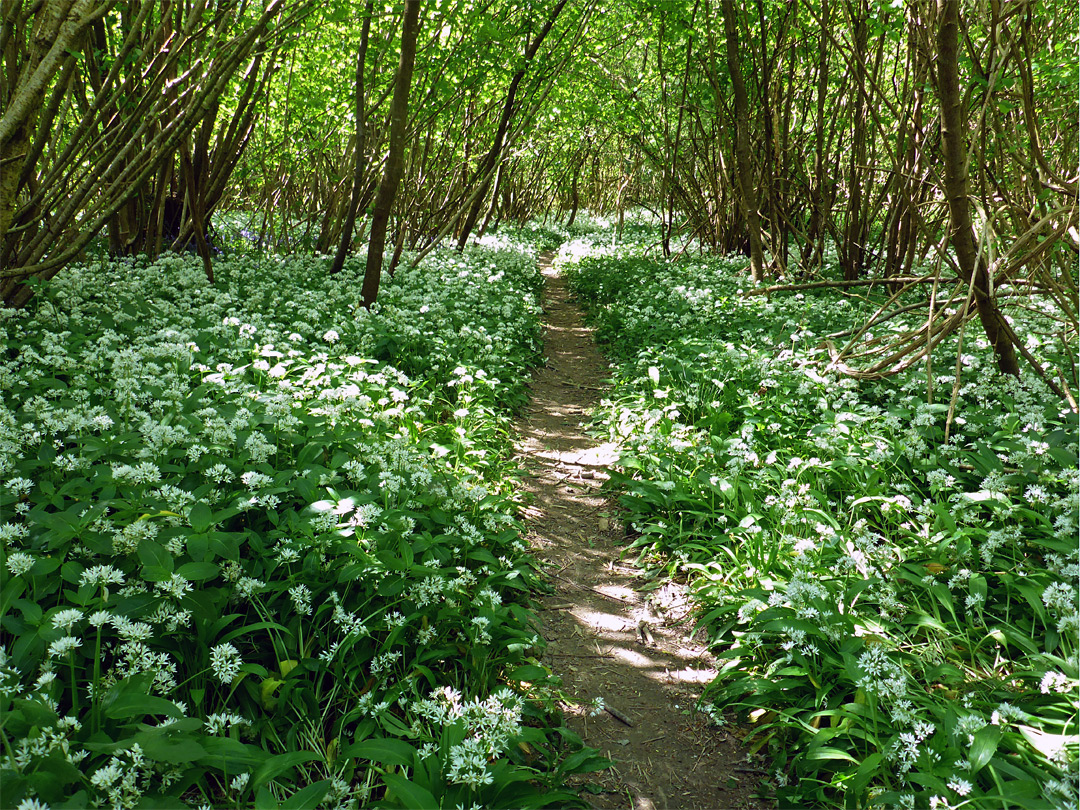 Woodland path