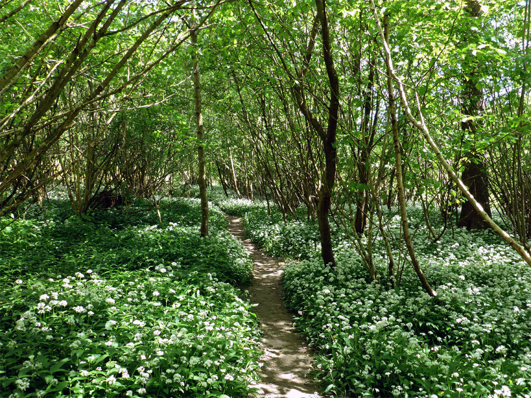 Wild garlic