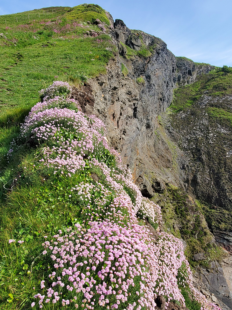 Sea thrift