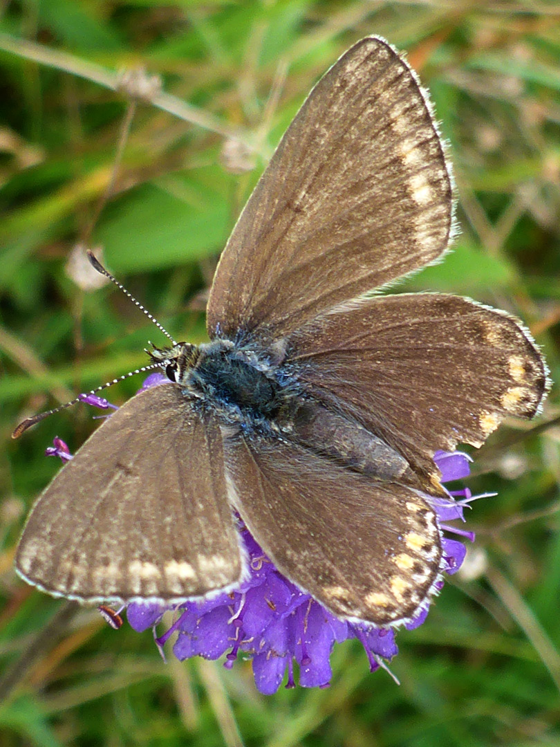 Common blue