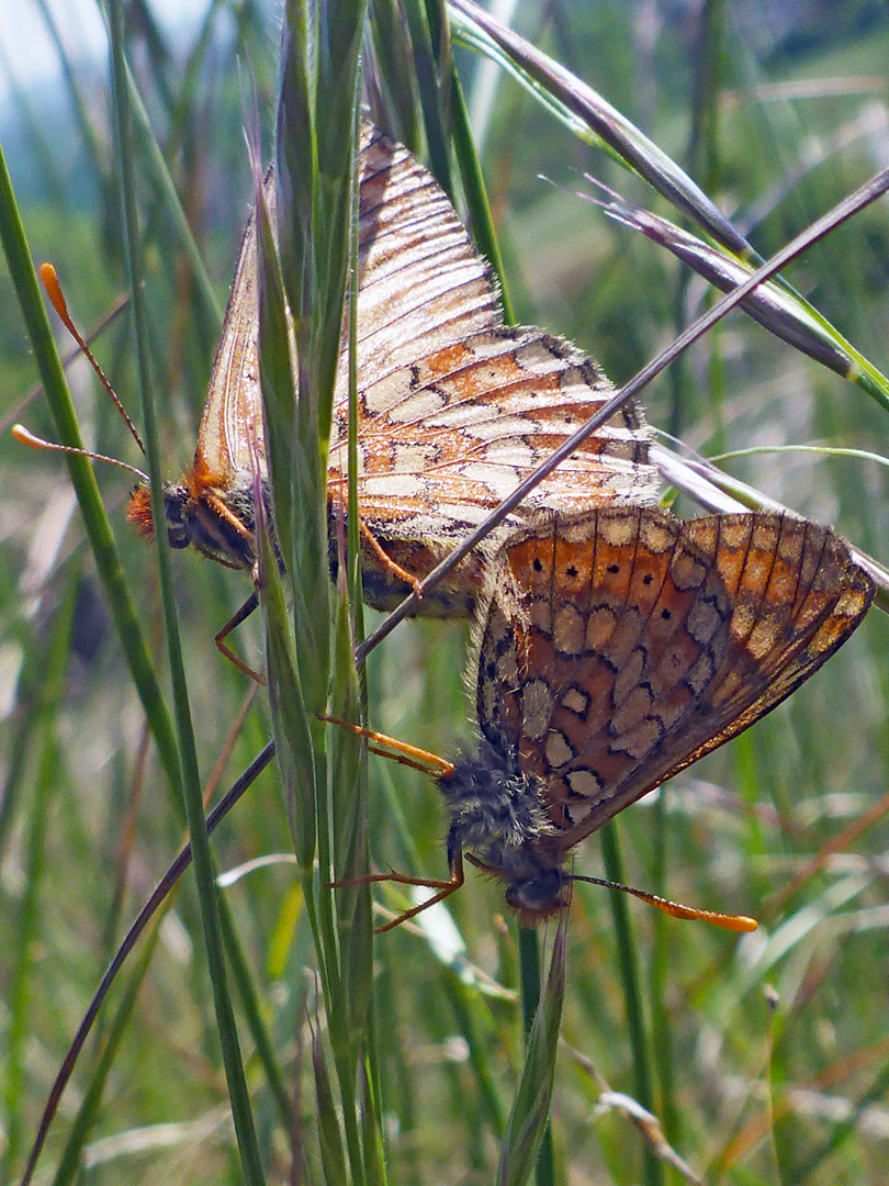 March fritillaries