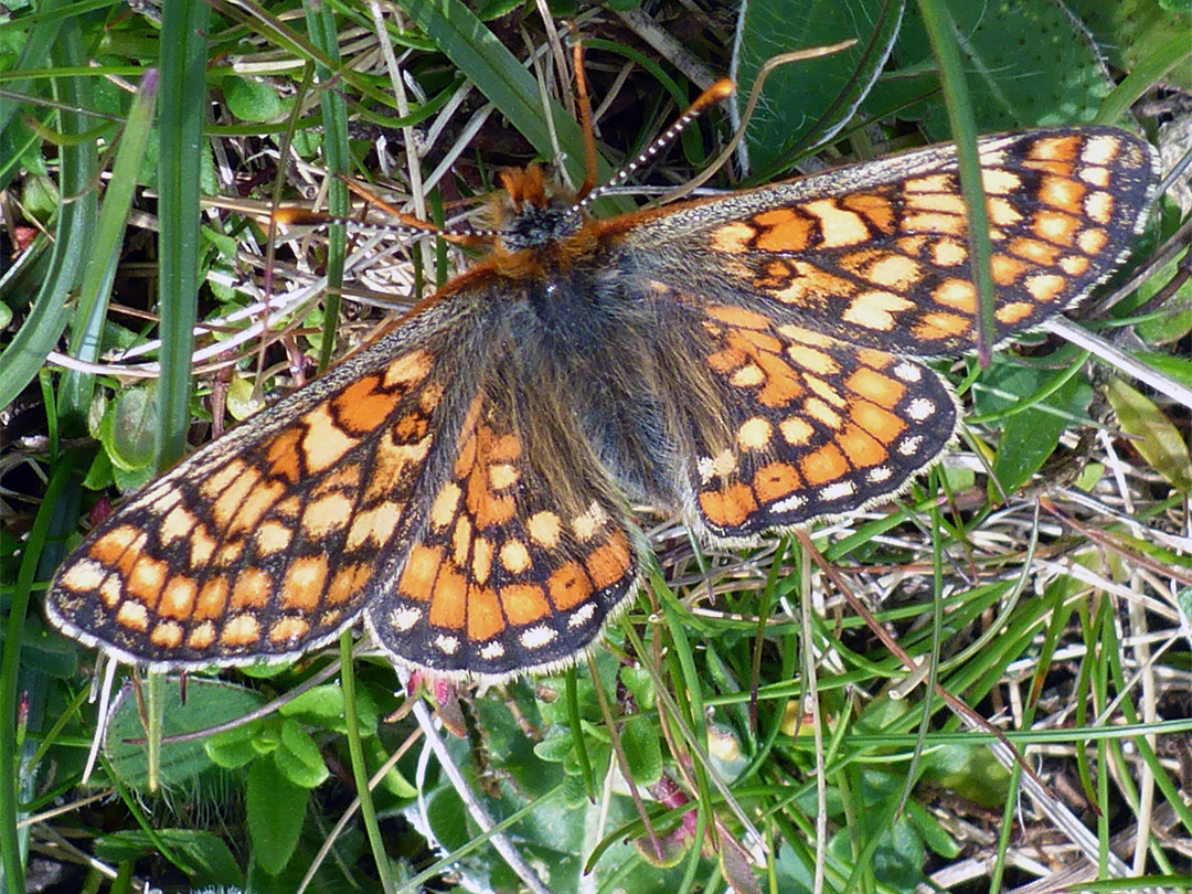 Marsh fritillary