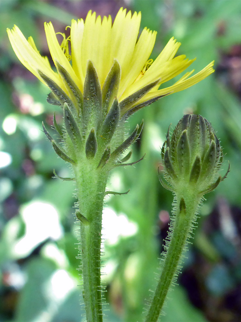 Florets and glandular phyllaries