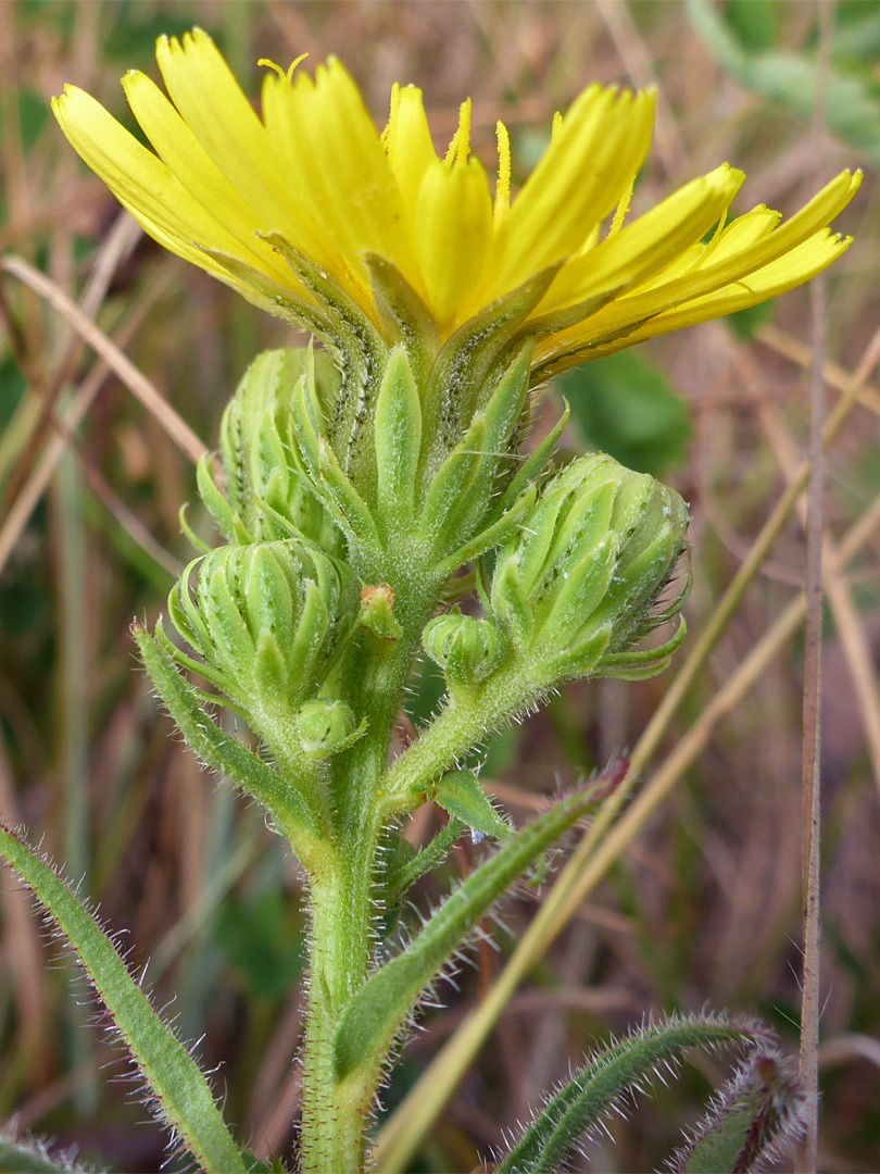 Hawkweed oxtongue