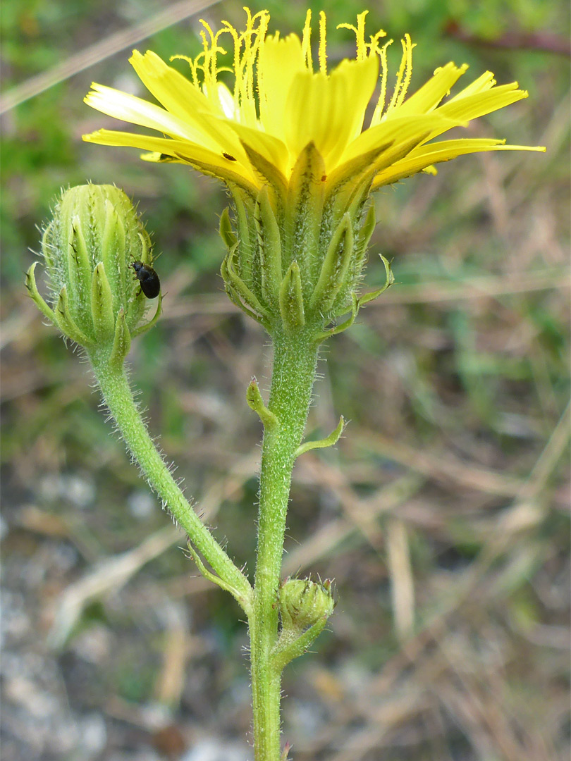 Hawkweed oxtongue